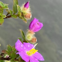 Osbeckia rubicunda Arn.